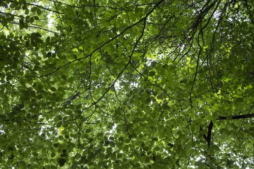 nature leaves sheet