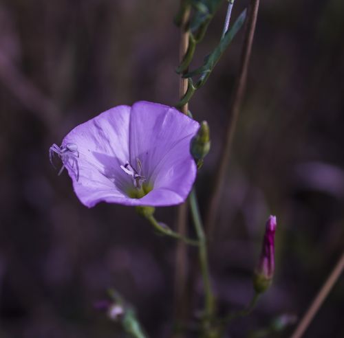plant purple flower spider