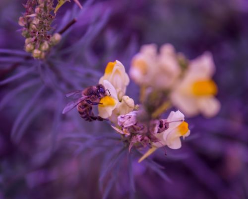 nature flower plant