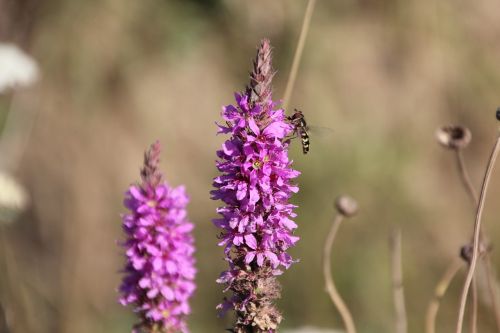 nature flowers plant