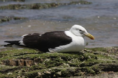 nature birds seagull