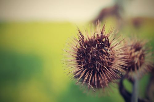 nature plant thistle