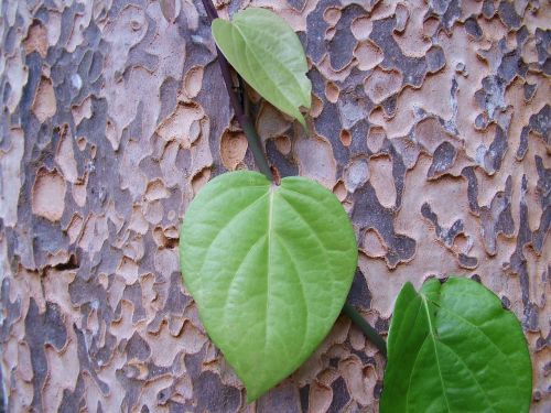 nature trunk leaves