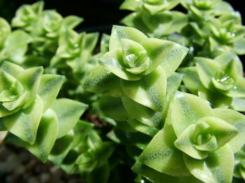 nature succulents green