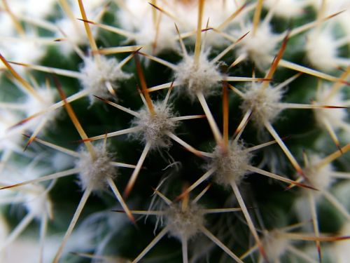 nature cacti thorns