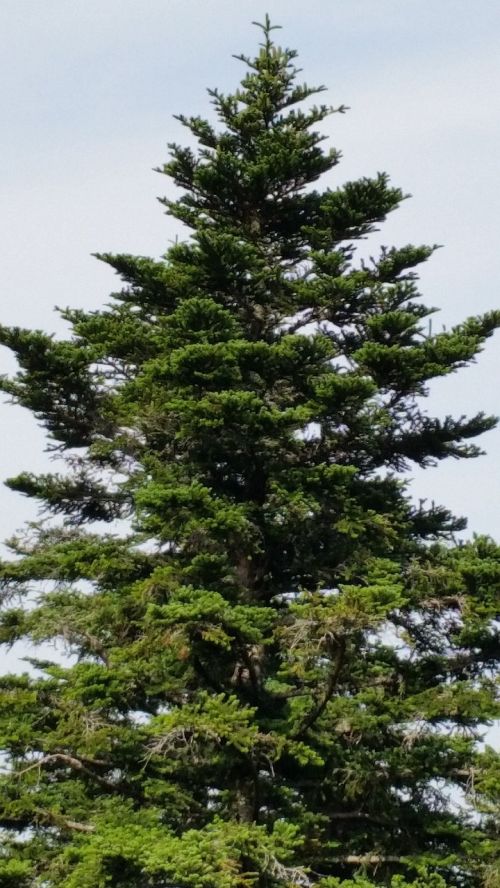 nature tree fir