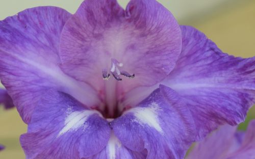 iris flower lilac