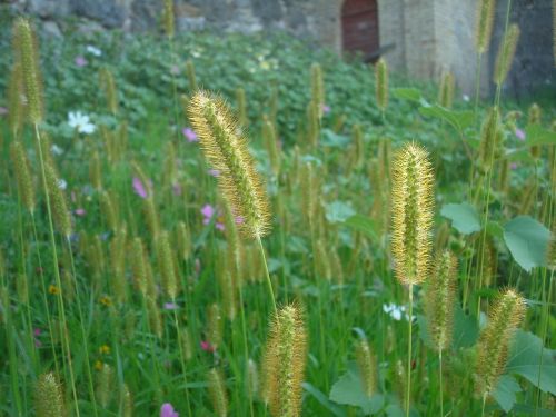 nature field meadow