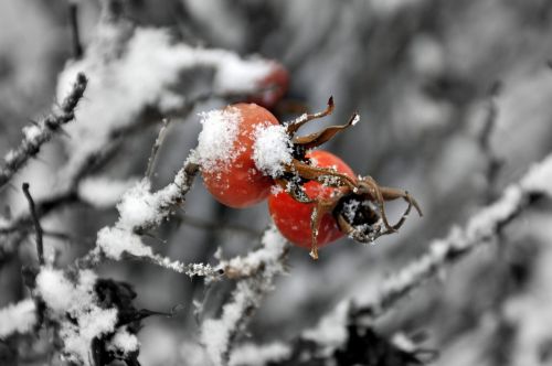 sweetbrier nature icing