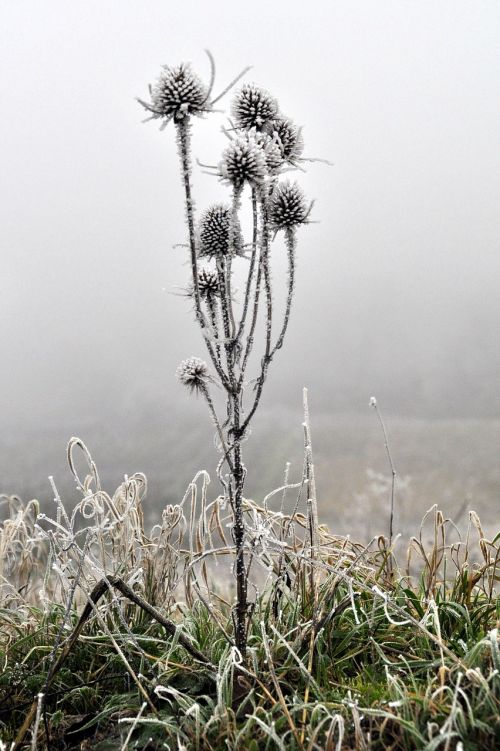 nature icing winter