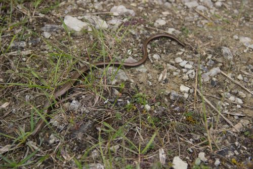 nature slow worm snake