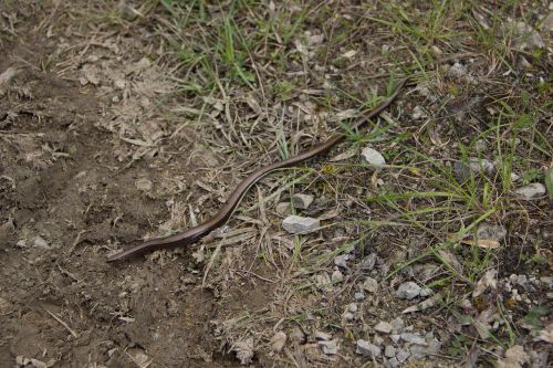 snake slow worm natrix