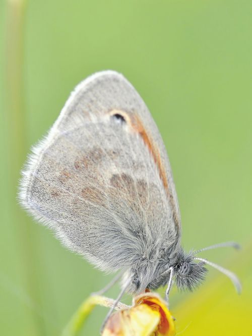 nature insect butterfly