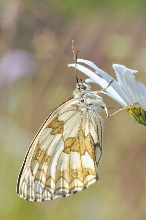 nature insect butterfly