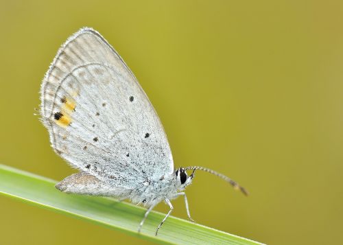 nature insect butterfly