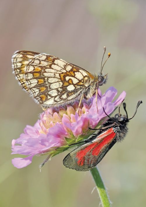 nature insect butterfly