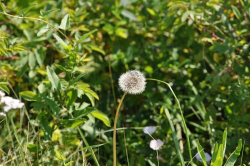 nature dandelion flower