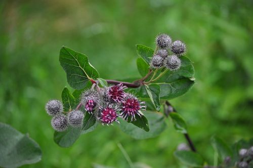 nature agrimony macro