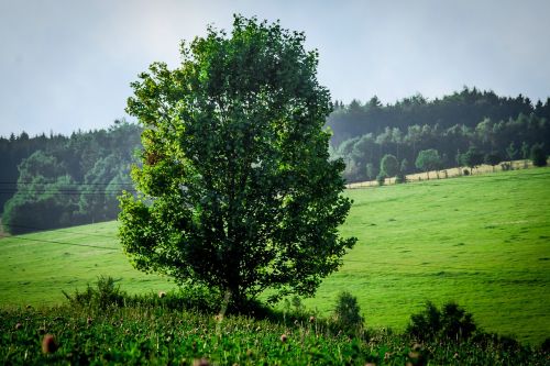 nature tree meadow