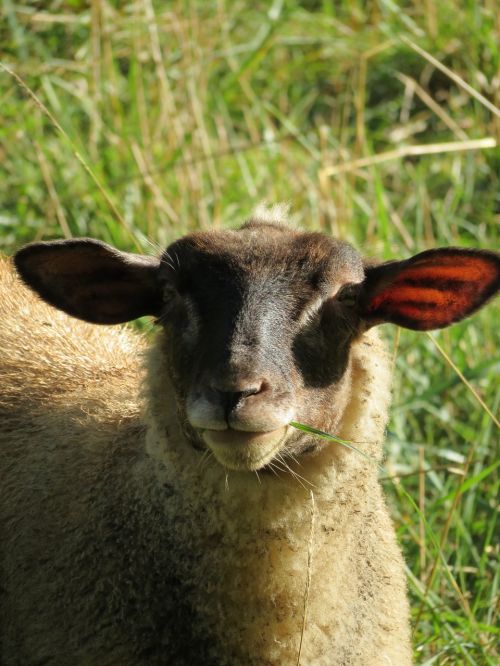 sheep nature animal