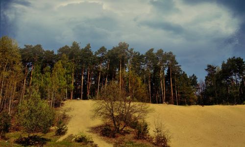 nature forest