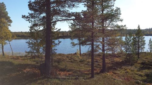 nature tree lake