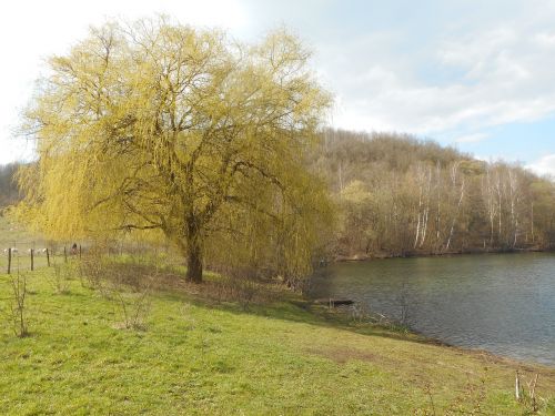 nature trees landscape