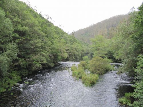 nature river trees