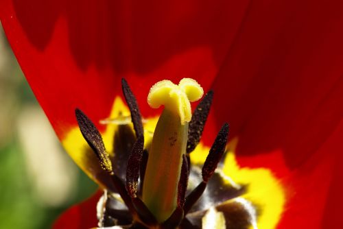 nature macro pistil