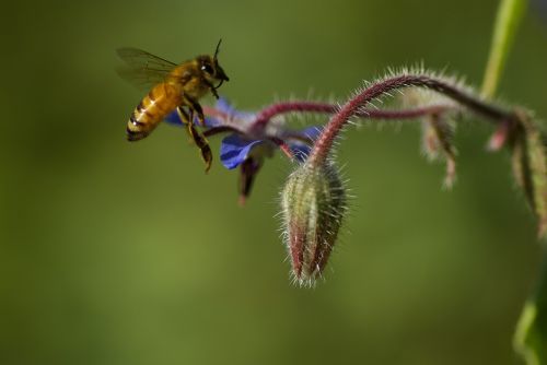 nature bee flower