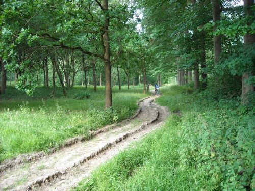 nature forest trees