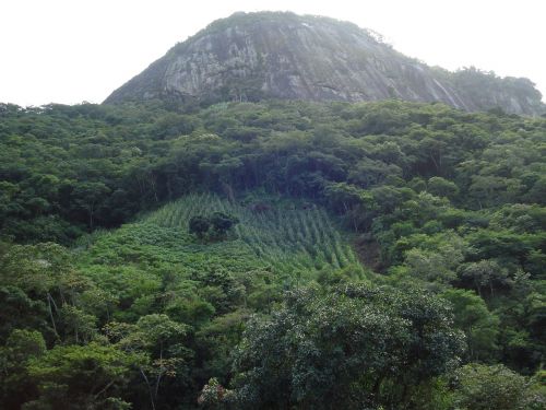 nature brazil vegetation