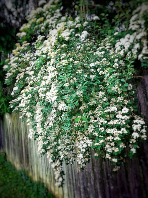 nature flowers outdoors