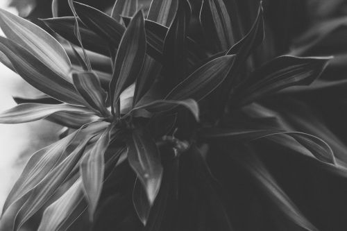 nature black and white plant