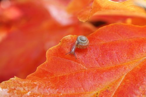 nature animal snail