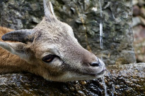 nature animals billy goat