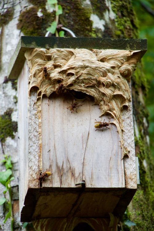 nature aviary hornets