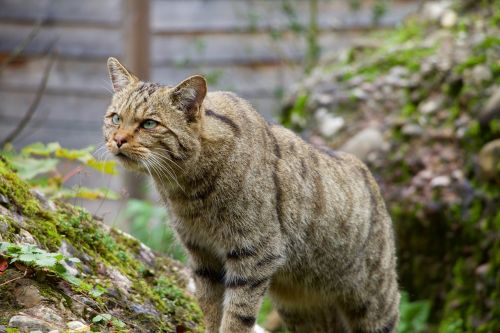 nature animals wildcat