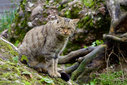 nature animals wildcat