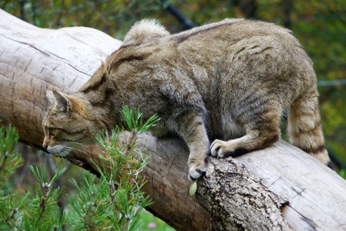 nature animals wildcat