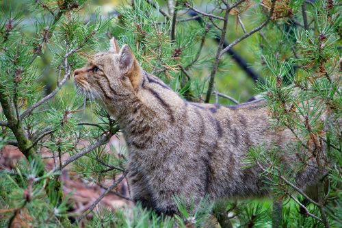 nature animals wildcat