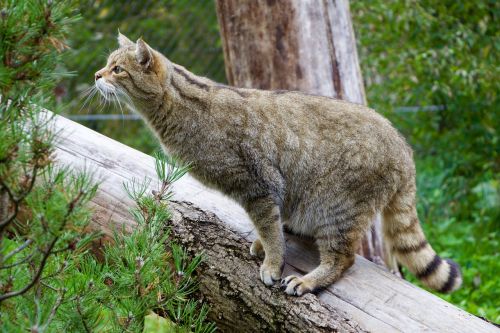 nature animals wildcat