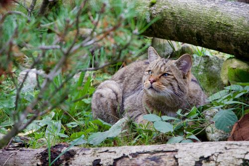 nature animals wildcat