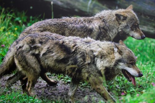 nature animals wolves