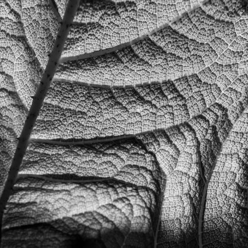 nature structure leaf