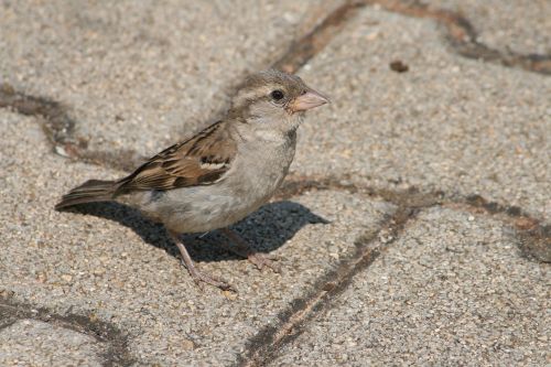 nature animal bird