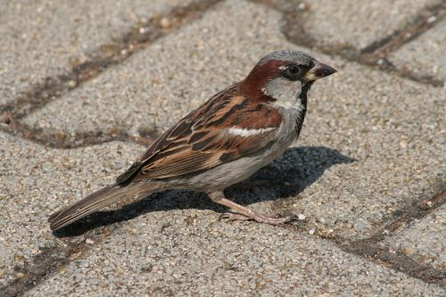 nature animal bird