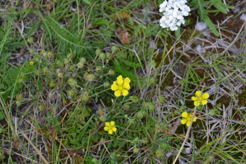 nature sweden silverweed