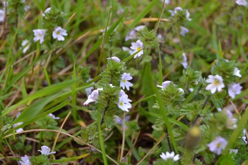 nature sweden summer