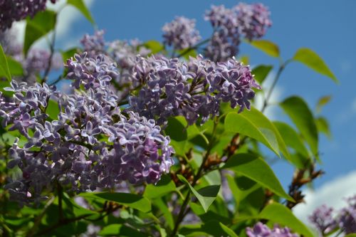 lilacs lilac garden nature